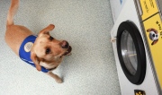 Waschmaschine für Hunde