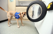 Waschmaschine für Hunde