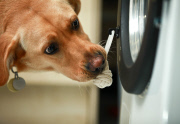 Waschmaschine für Hunde