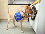 Waschmaschine für Hunde