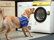 Waschmaschine für Hunde