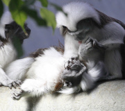 Lisztaffen im Zoo von Halle