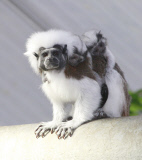 Lisztaffen im Zoo von Halle