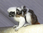 Lisztaffen im Zoo von Halle