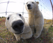 Polar bear numbers in Hudson Bay of Canada on verge of collapse