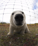 Polar bear numbers in Hudson Bay of Canada on verge of collapse