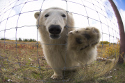 Polar bear numbers in Hudson Bay of Canada on verge of collapse