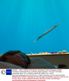 The Manta Underwater Room, off Pemba Island, Zanzibar - Nov 2013