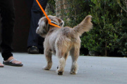 *EXCLUSIVE* Jennifer Aniston's dogs get rescued