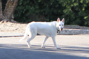 *EXCLUSIVE* Jennifer Aniston's dogs get rescued