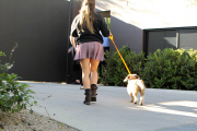 *EXCLUSIVE* Jennifer Aniston's dogs get rescued