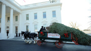 Christmas tree for the White House