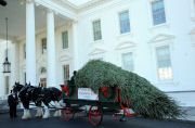 Christmas tree for the White House
