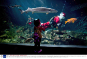 Scuba Claus at the Vancouver Aquarium in Vancouver, Canada - 28 Nov 2013