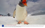 Curious penguin tries to eat camera left by a geologist in Antarctica - 06 Dec 2013