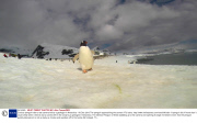 Curious penguin tries to eat camera left by a geologist in Antarctica - 06 Dec 2013