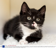 Trio of kittens rescued from bin bag after being discovered by curious dog, Porthcawl, Wales, Britain - 11 Jul 2013