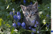 Kitten in a garden, Britain - 06 May 2013