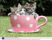 Kittens search for new homes at the Axhayes Cat Protection, Exeter, Devon, Britain - 14 Jul 2011