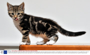 A Ten Week Old Tabby Kitten Called 'polly' Whose Owner Gary Marsh 57 From Newcastle-under-lyme Staffs Discovered The Word 'cat' As A Marking In Her Fur When He Took Ownership From A Local Pet Rescue Centre.
