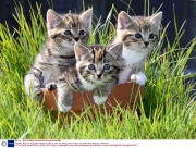 Homeless kittens at the Axhayes adoption centre for cats, near Exeter, Devon, Britain - Apr 2008