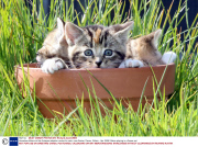 Homeless kittens at the Axhayes adoption centre for cats, near Exeter, Devon, Britain - Apr 2008