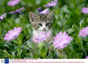 KITTEN IN A GARDEN - 2004