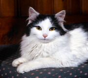Hauskatze - Pets