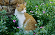 Hauskatze - Pets