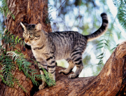 Hauskatze - Pets