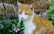 Hauskatze - Pets