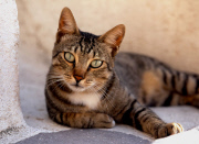 Hauskatze - Pets