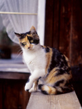Hauskatze - Pets