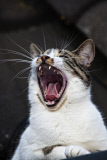 muede Katze
