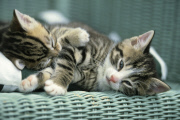 Katze, Hauskatze