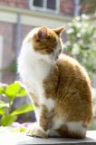 Ginger cat