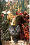 Chaton dans un Panier