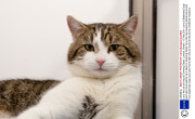 Larry the cat arriving at Downing Street, London, Britain - 15 Feb 2011