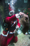 Santa Claus is coming - tauchender Weihnachtsmann