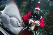 Santa Claus is coming - tauchender Weihnachtsmann