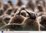 The wildlife of South Georgia by Paul Goldstein - Nov 2013