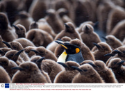 The wildlife of South Georgia by Paul Goldstein - Nov 2013