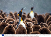 The wildlife of South Georgia by Paul Goldstein - Nov 2013