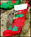 A meerkat gets his Christmas stocking