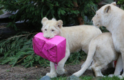 Weihnachtsbescherung für die weissen Löwen im Ouwehands Zoo 