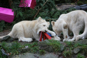 Weihnachtsbescherung für die weissen Löwen im Ouwehands Zoo 