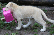 Weihnachtsbescherung für die weissen Löwen im Ouwehands Zoo 