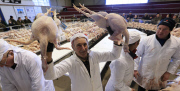Bidders flock to buy more than 700 turkeys and other Christmas poultry including geese, and chickens being auctioned at the York Auction Centre. Today's sale is the first of two auctions that will see more than 1000 birds sold on Saturday .