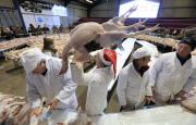 Bidders flock to buy more than 700 turkeys and other Christmas poultry including geese, and chickens being auctioned at the York Auction Centre. Today's sale is the first of two auctions that will see more than 1000 birds sold on Saturday .