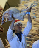 Bidders flock to buy more than 700 turkeys and other Christmas poultry including geese, and chickens being auctioned at the York Auction Centre. Today's sale is the first of two auctions that will see more than 1000 birds sold on Saturday .